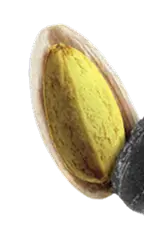 seed