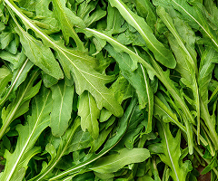 ARUGULA CULTIVATED IMPROVED
