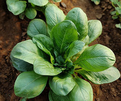BASIL LETTUCE LEAF