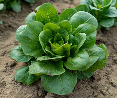 BUTTERHEAD GREEN
