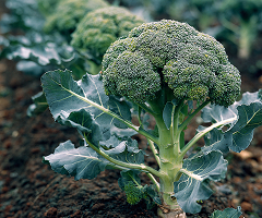 Broccoli
