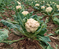 Cauliflower P Shubhra