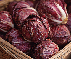 Chicory Red Verona