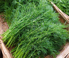 Dill