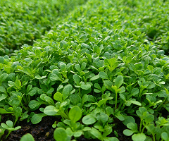 Garden cress