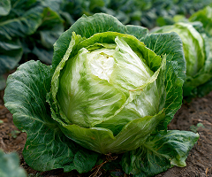 ICEBERG