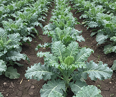 KALE AMERICAN