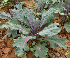 KALE RUSSIAN