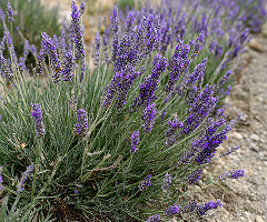 LAVENDER