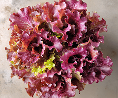 LOLLO ROSSO