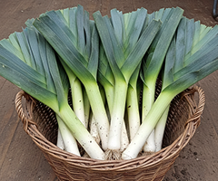 Leek