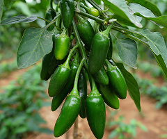 MG JALAPENO F1