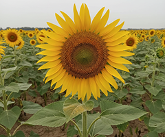 MG BHASKAR F1 HYBRID SUNFLOWER