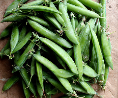 MG GRIVA BEANS