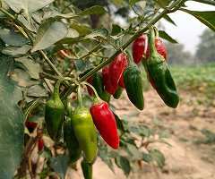 MOHINI F1
