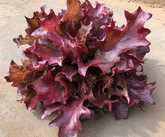 OAKLEAF RED