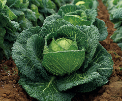 Savoy Cabbage W