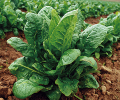 Spinach Winter Giant