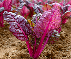 Swiss Chard Magenta Sunrise