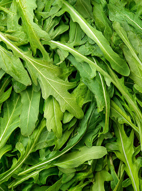ARUGULA CULTIVATED IMPROVED