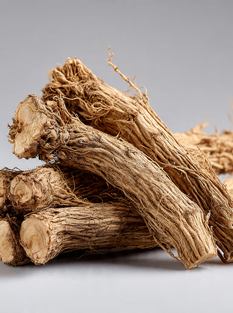 Angelica Root