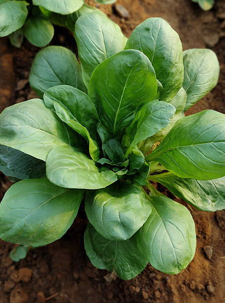 BASIL LETTUCE LEAF