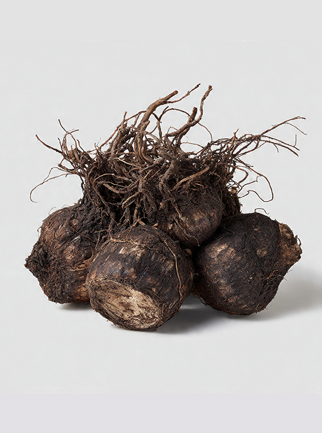 Black Cohosh