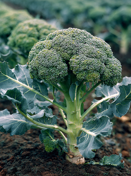 Broccoli