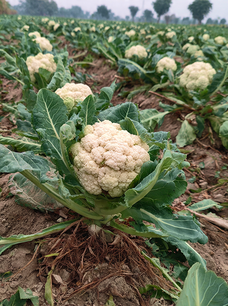 Cauliflower P Shubhra