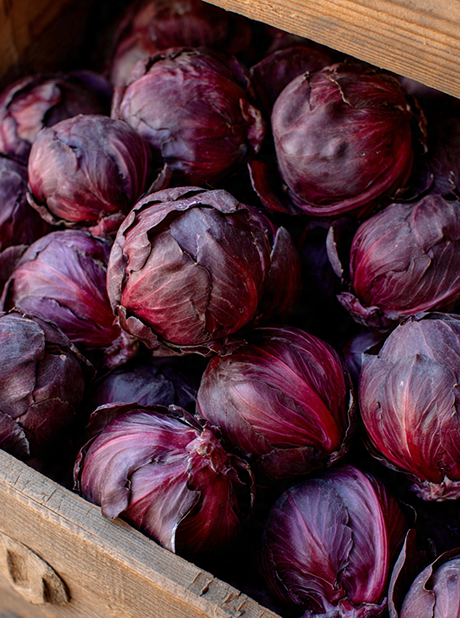Chicory Red Ball