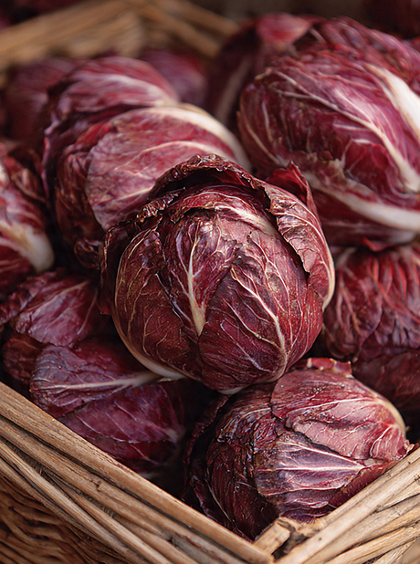 Chicory Red Verona