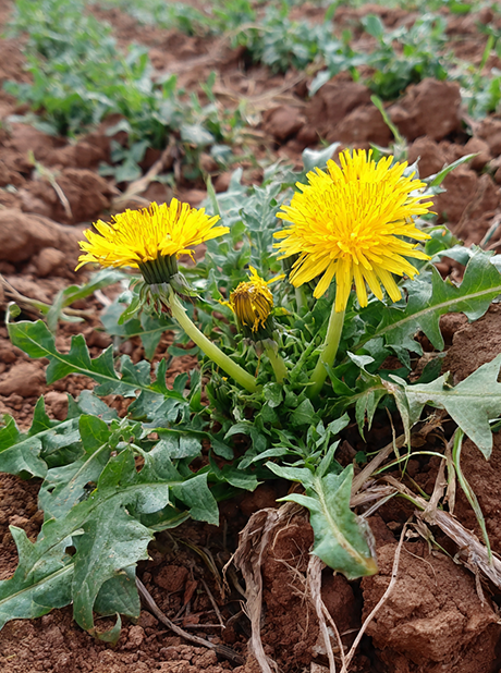 Dandelion