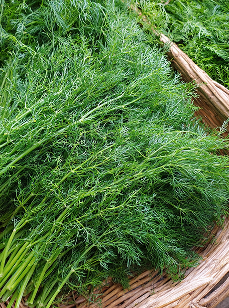 Dill