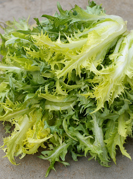 ENDIVE SALAD KING