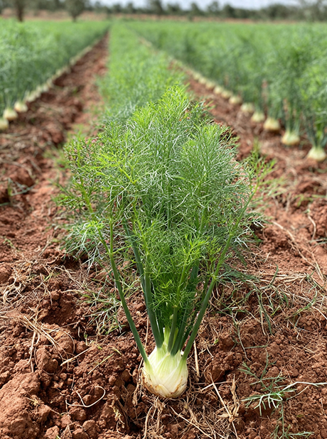 Fennel