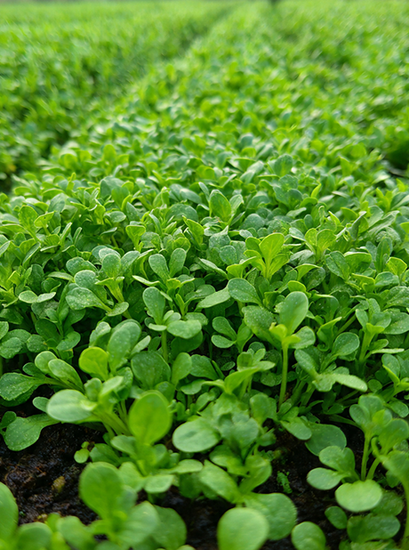 Garden cress
