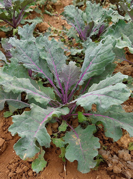 KALE RUSSIAN