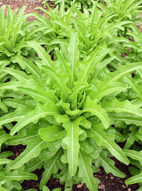LETTUCE CATALOGNA GREEN