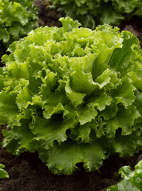 LETTUCE GRAND RAPIDS