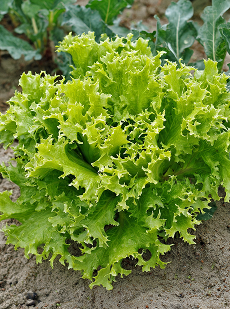 LETTUCE WALDSMANN GREEN