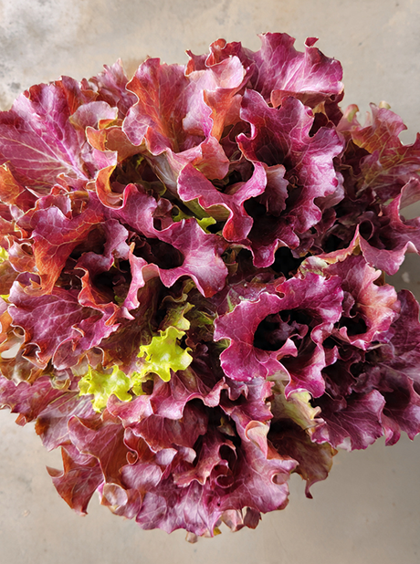 LOLLO ROSSO