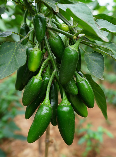 MG JALAPENO F1