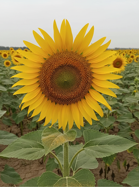 MG BHASKAR F1 HYBRID SUNFLOWER