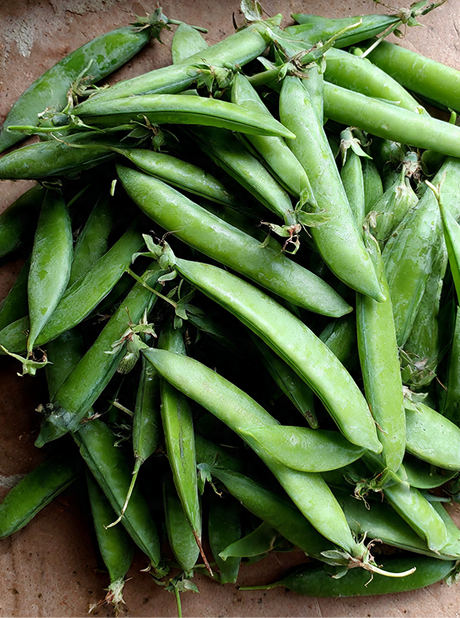 MG GRIVA BEANS