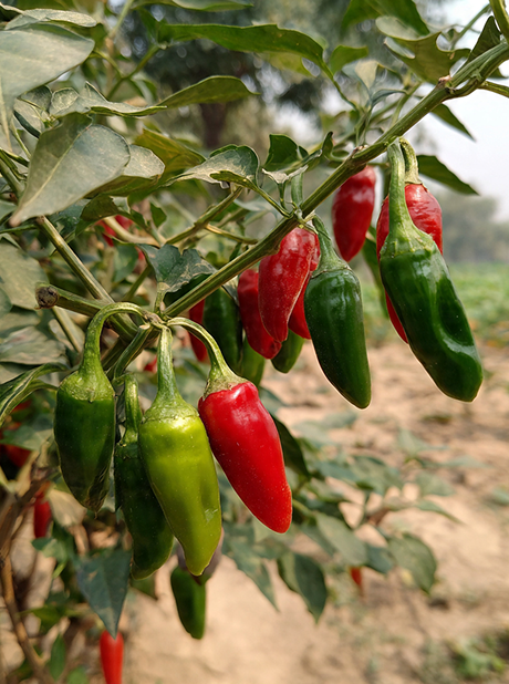 MOHINI F1