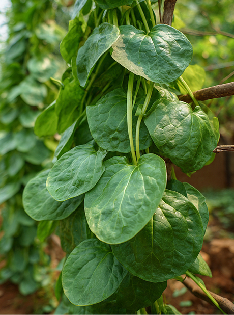 Malabar Spinach
