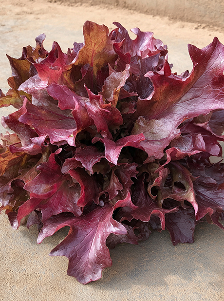 OAKLEAF RED