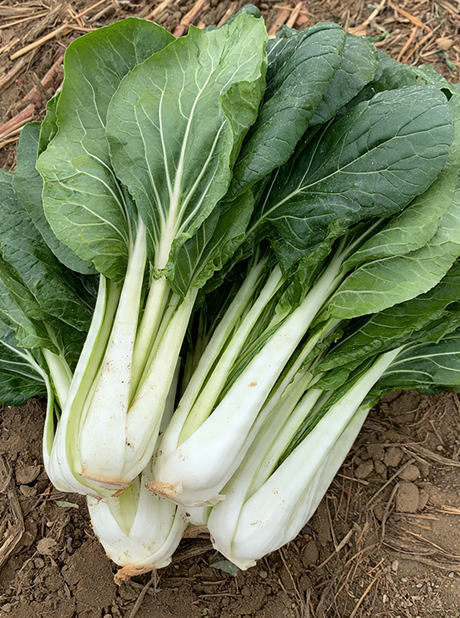 PAKCHOI WHITE STEM