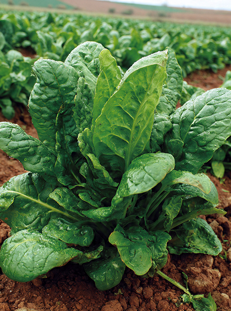 Spinach Winter Giant