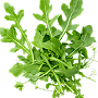 Seeds type